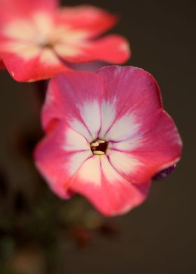 Phlox pink flowering macro