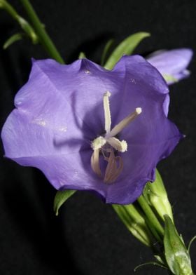 Campanula flower blossom