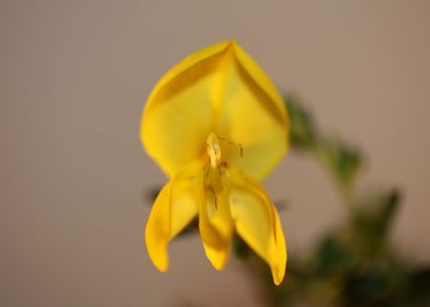 Spartium flower blossoming