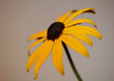 Yellow Rudbeckia flowering