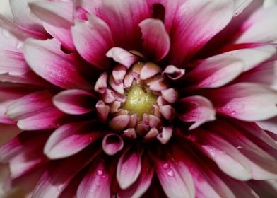 Dahlia pinata flower macro