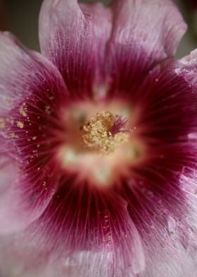 Purple Alcea flower macro