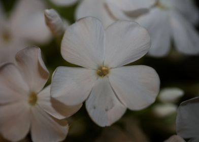 Phlox paniculata flowering