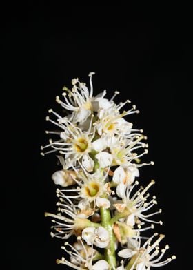 Prunus lusitanica blossom