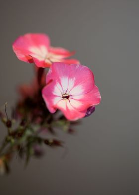 Phlox drummondii close up