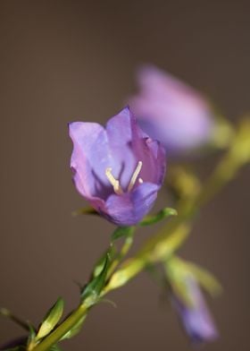 Campanula flower blossom