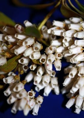 Pieris flowering macro