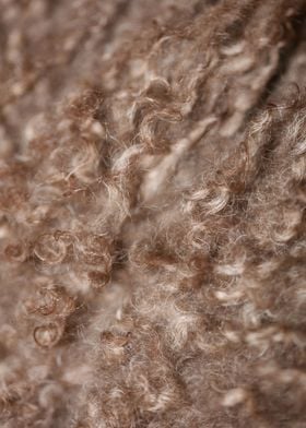 Lagotto hairs close up 