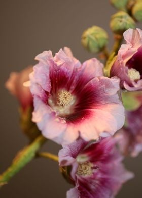 Purple Alcea flower macro