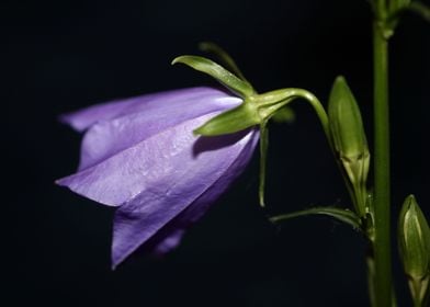 Purple Campanula flowering