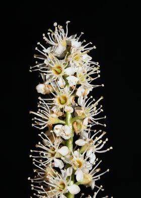 Prunus lusitanica blossom