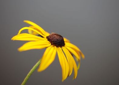 Rudbeckia flowering macro