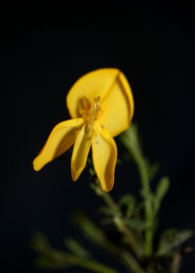 Flower blossoming close up