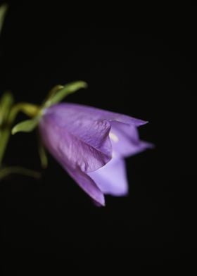 Flower close up Campanula