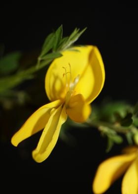 Spartium flower blossoming