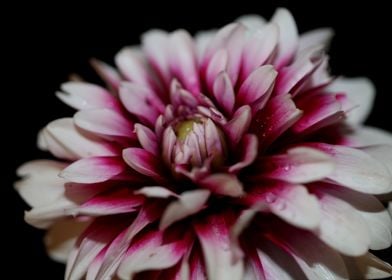 Dahlia flowering close up