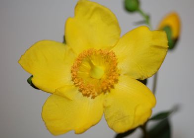 Hypericum flower close up