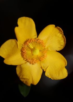 Hypericum flower close up