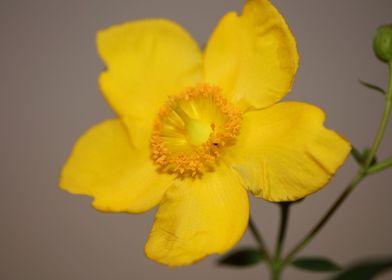 Yellow Hypericum flowering