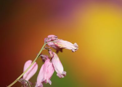 Dicentra formosa flowering