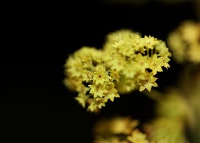 Alchemilla flowering macro