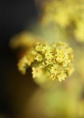 Alchemilla flowering macro