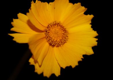 Yellow coreopsis flowering