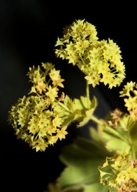 Alchemilla flowering macro