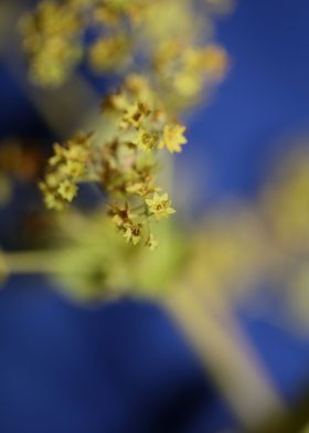 Alchemilla flower close up