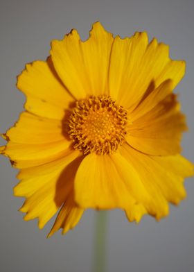 Yellow coreopsis flowering