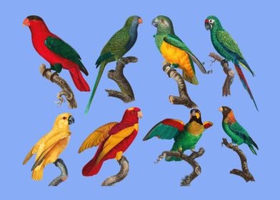 Parrots