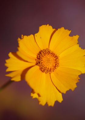 Coreopsis lanceolata macro