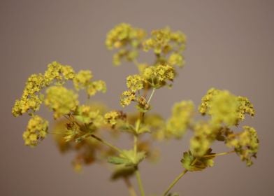 Yellow Alchemilla flower