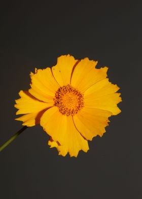 Coreopsis lanceolata macro