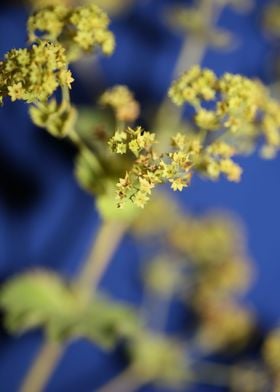 Yellow Alchemilla flower