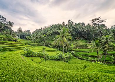 Rice terraces