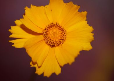 Yellow coreopsis flowering