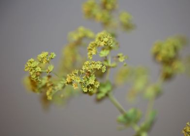 Yellow Alchemilla flower