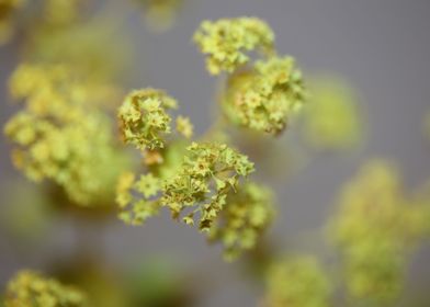 Alchemilla flower close up