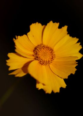 Coreopsis lanceolata macro