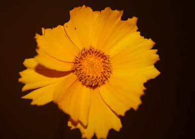 Yellow coreopsis flowering