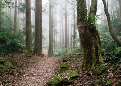 Misty forest