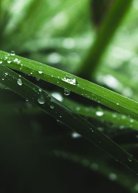 Dew Drops