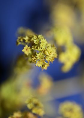 Yellow Alchemilla flower