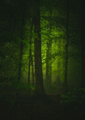 Mystical Forest