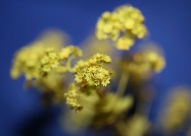 Alchemilla flower close up