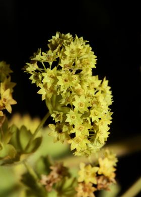 Alchemilla flowering macro