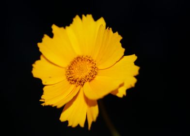 Yellow coreopsis flowering