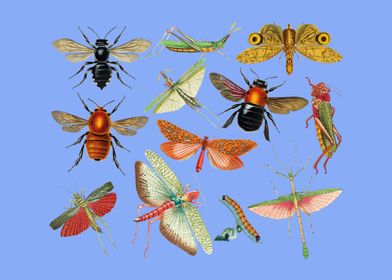 Set of Insects