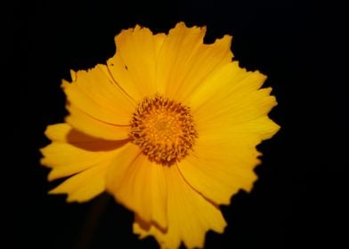 Yellow coreopsis flowering